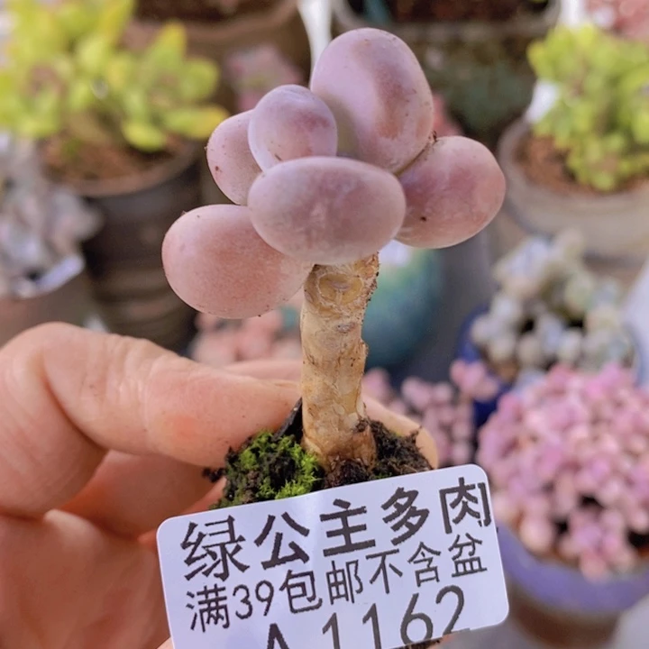 橙雪球单头162多肉