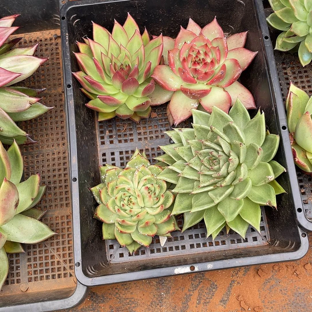 若如东云框拍A619