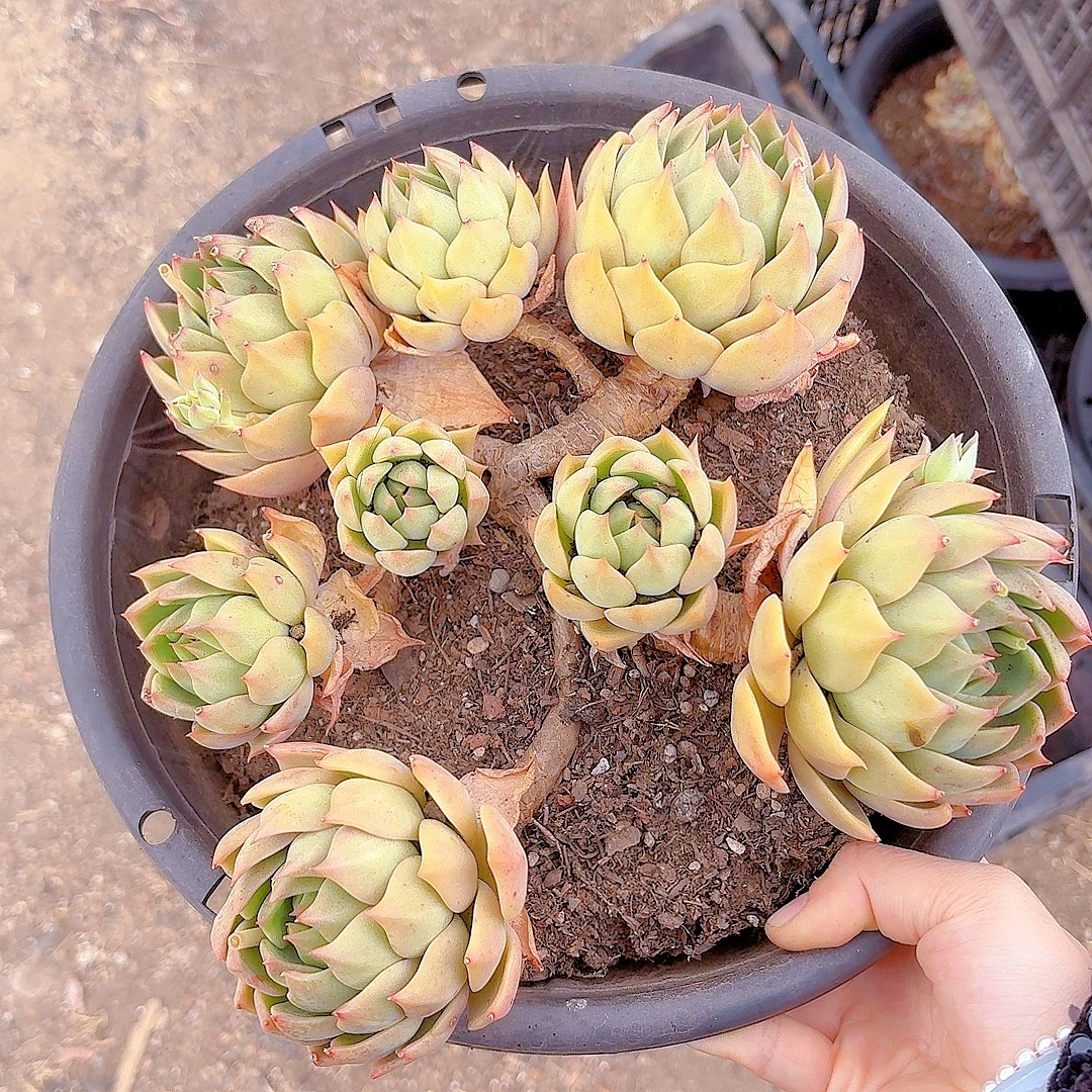 玫瑰香槟（全店满2单包邮）清欢园艺多肉多肉植物 居家办公植物好养