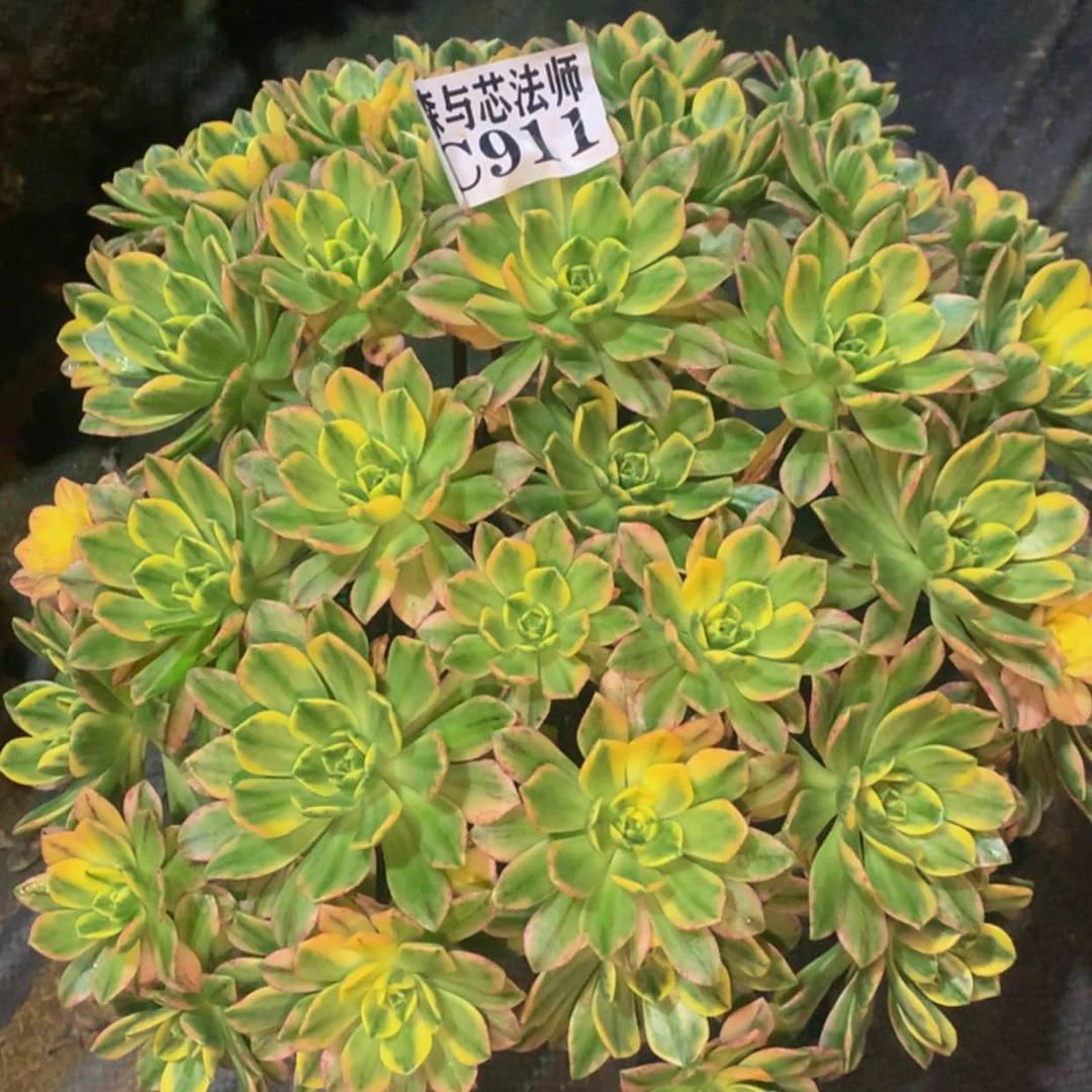 【闪购商品】，911甜茶