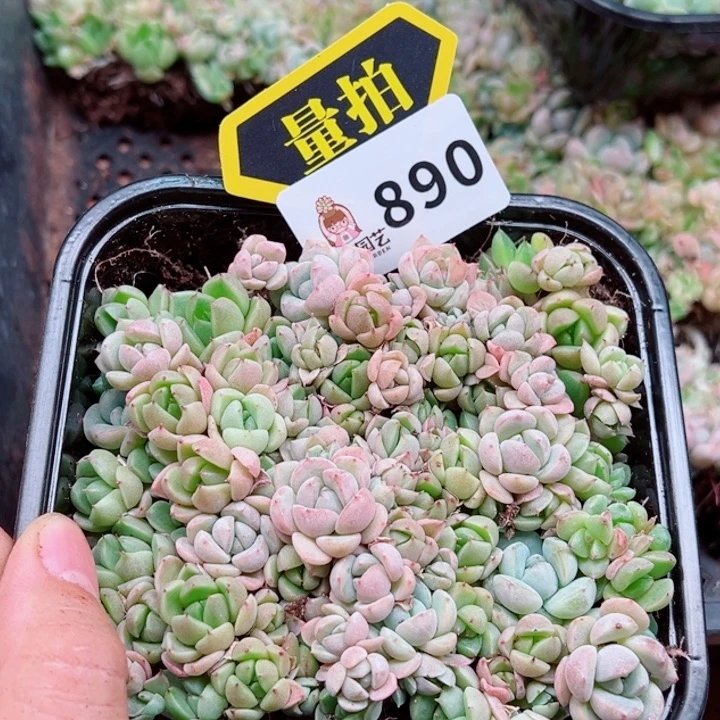 多肉植物多肉植物