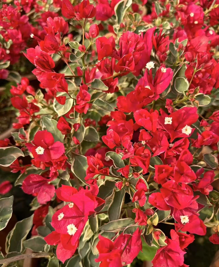 花叶红三角梅袋苗小苗四季开花勤花品种好养活庭院盆栽地栽