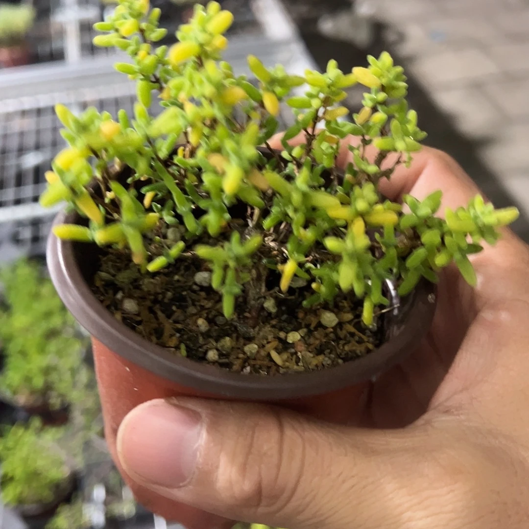 糖球奶油福伦锦90倍老桩