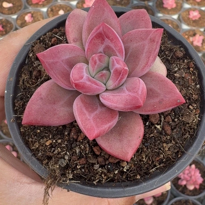 赫菲斯托 单头 一物一拍