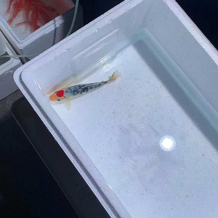 锦鲤锦鲤活鱼开箱包活