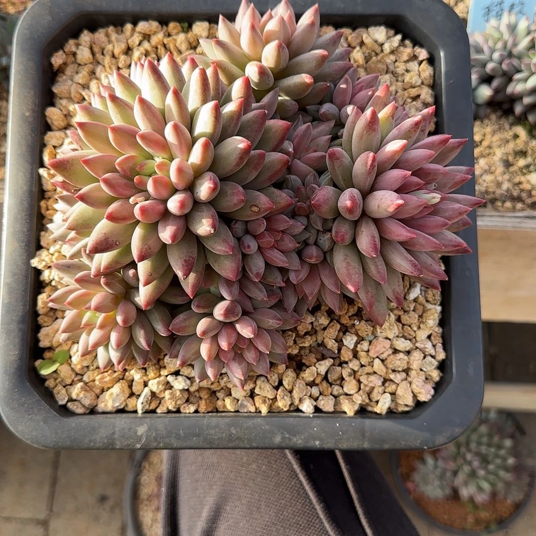 多肉植物多肉植物