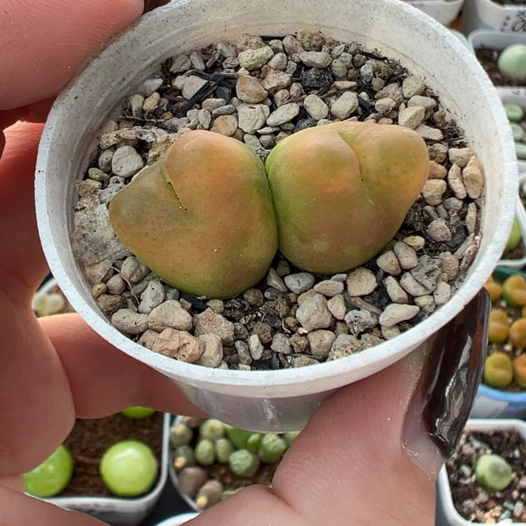 680水蜜桃带盆土发货