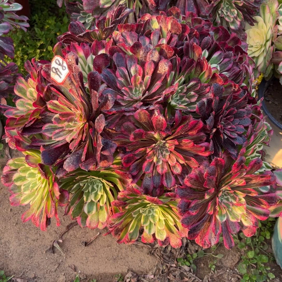 918多肉植物同花顺