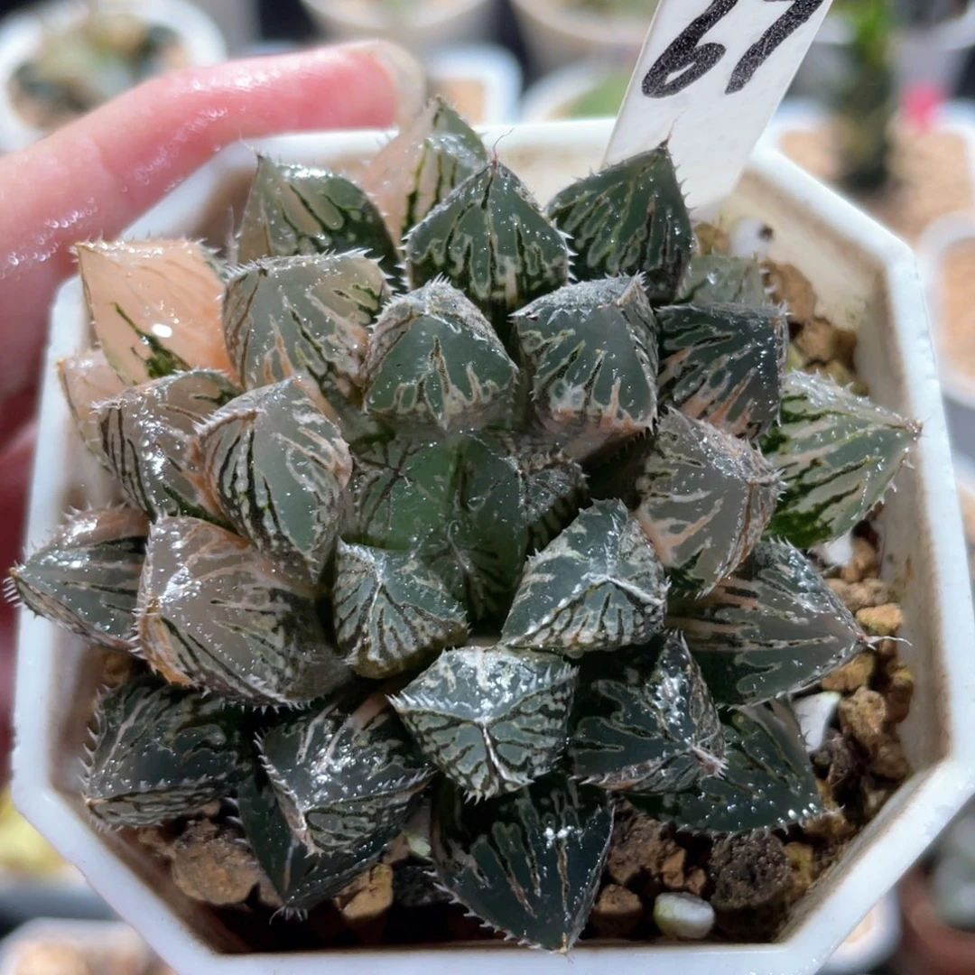 61大叶楼兰锦。