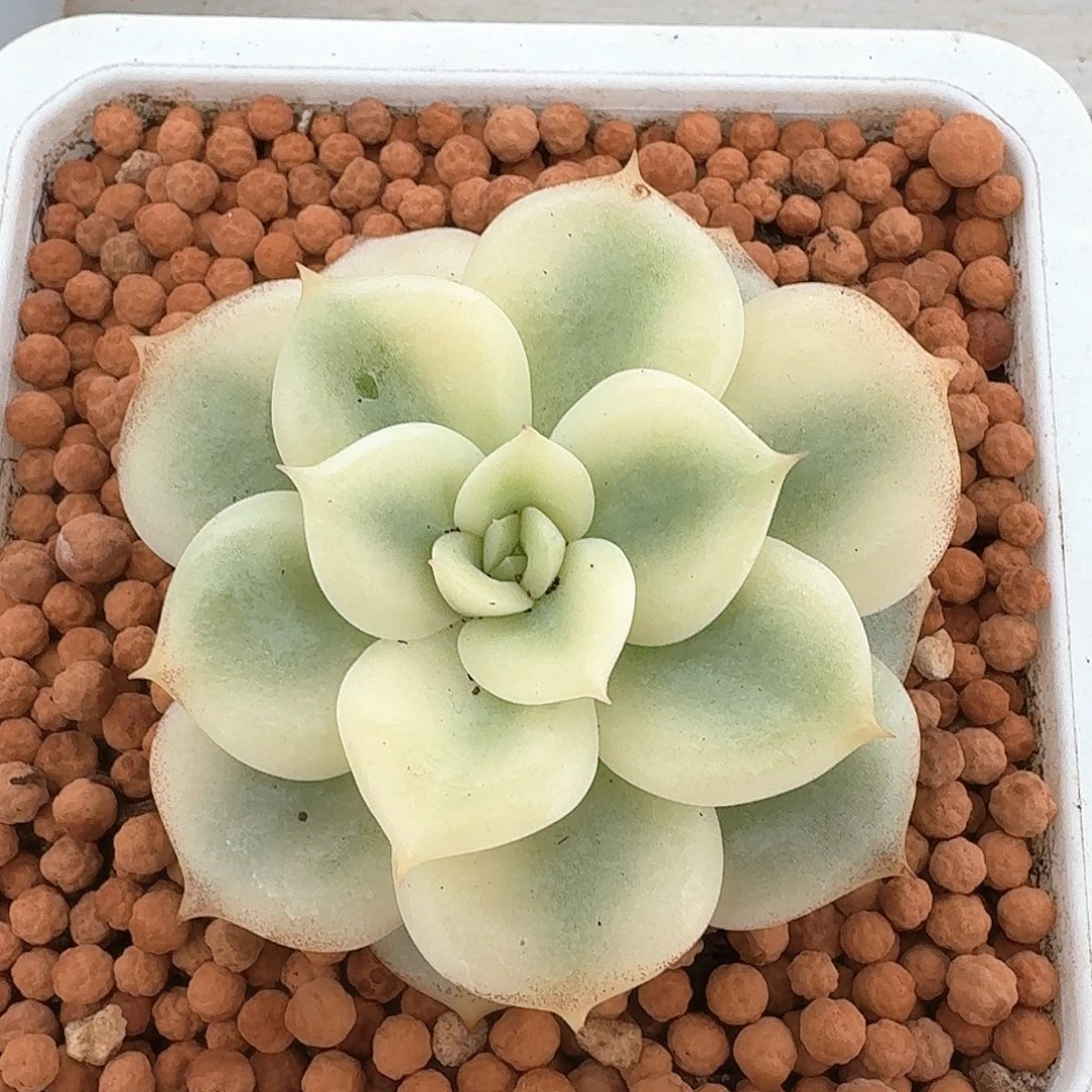 三文鱼锦多肉植物