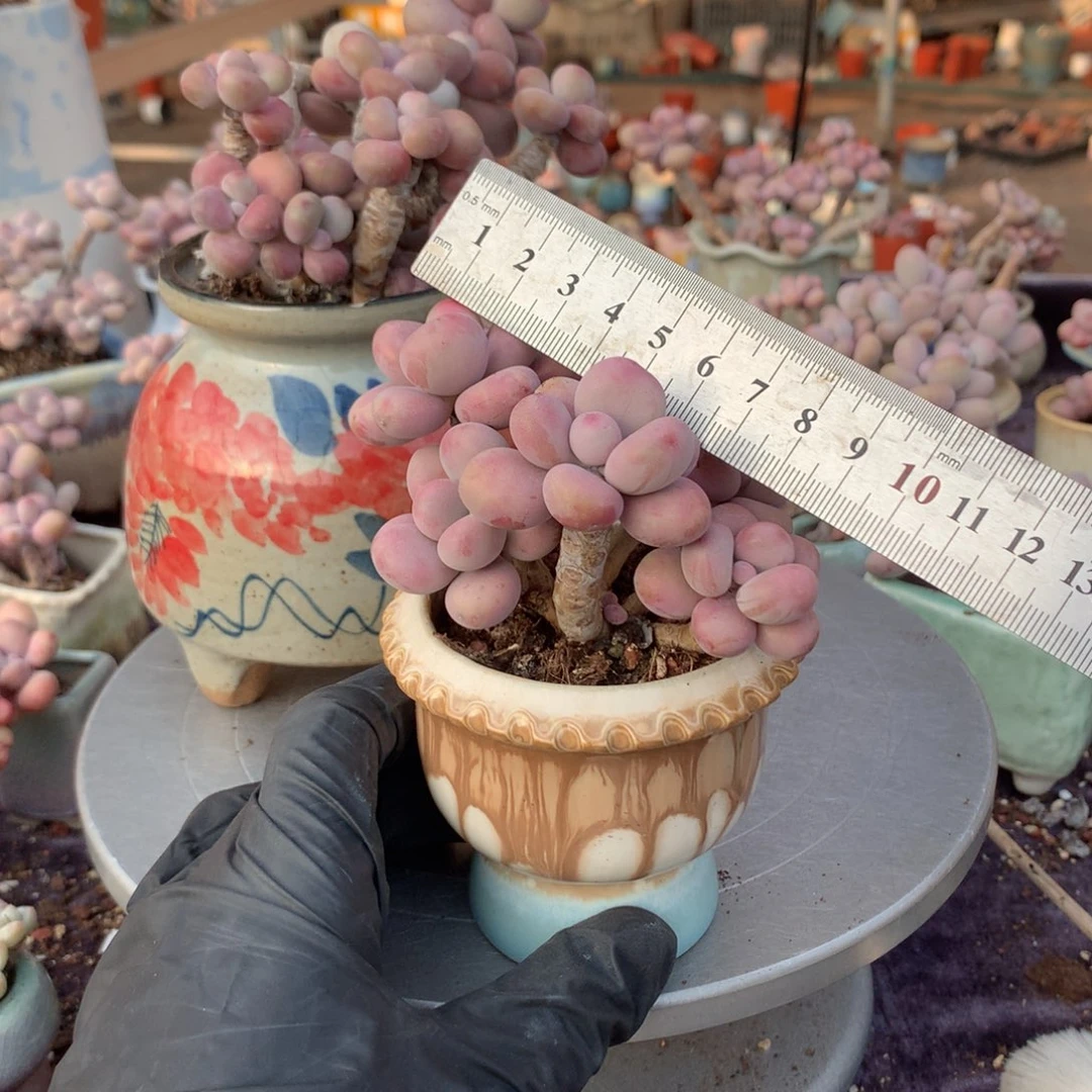 35号带盆偏远地区不包邮的