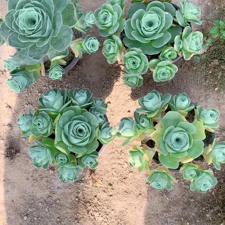 混播玫瑰多肉群9-12厘米4个