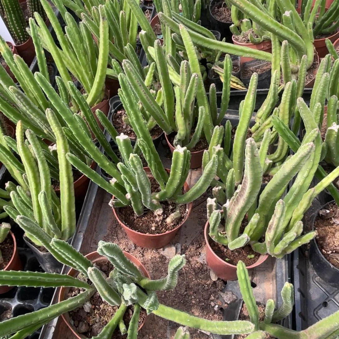 苍***多肉植物仙人球开花