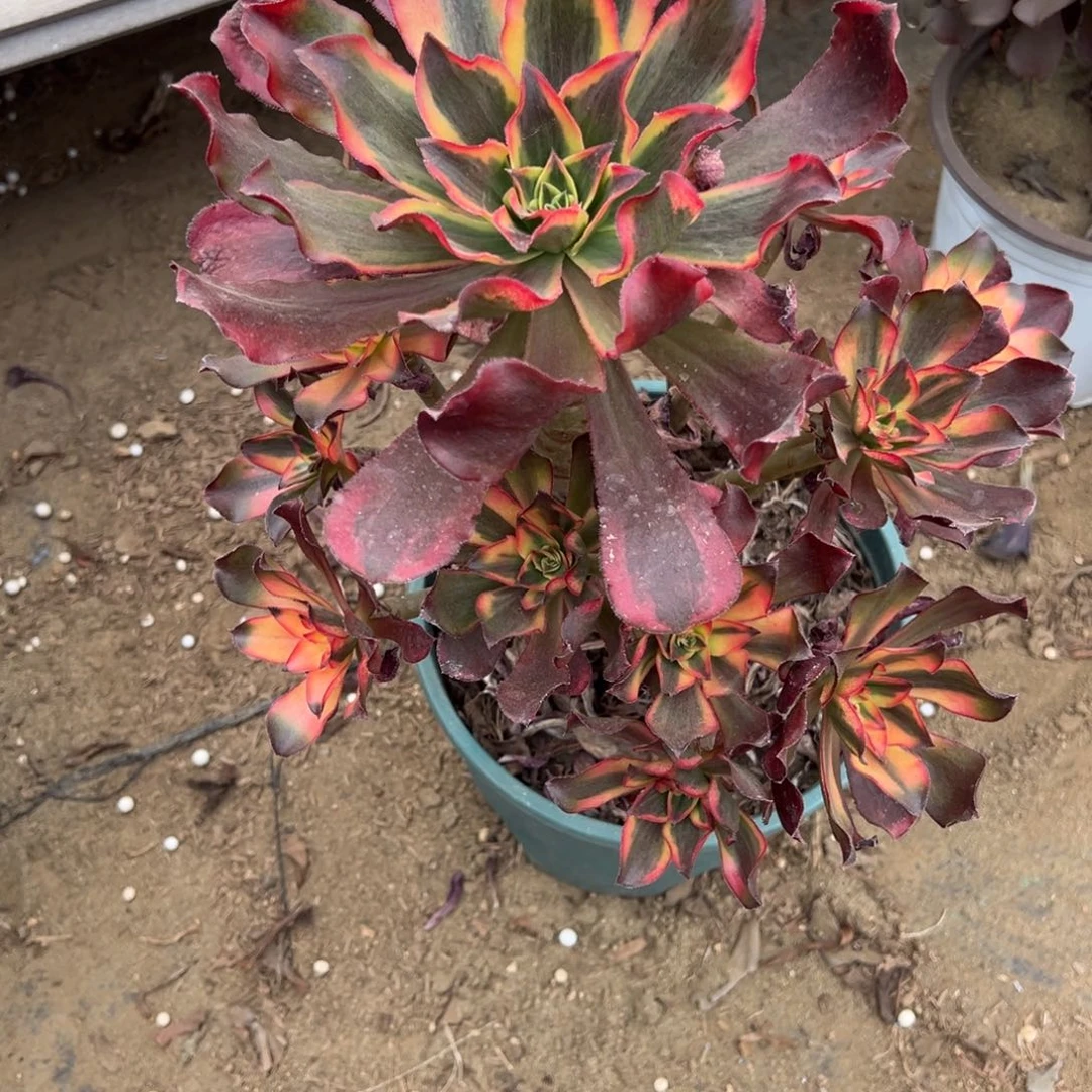 462魅影多肉植物法师多肉