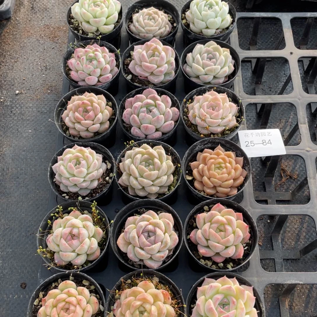 一物一拍18颗25-84