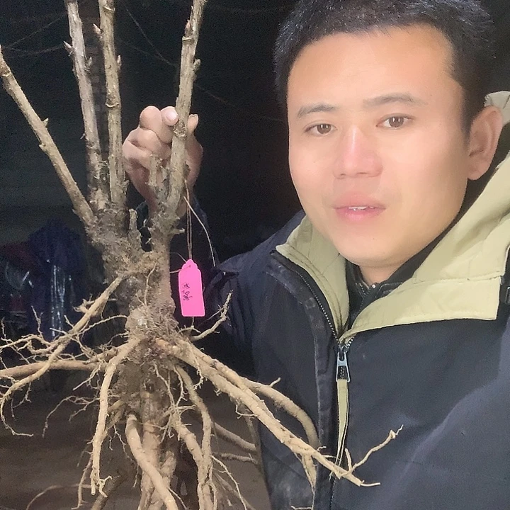 金***台当前无花栽培后可以开花