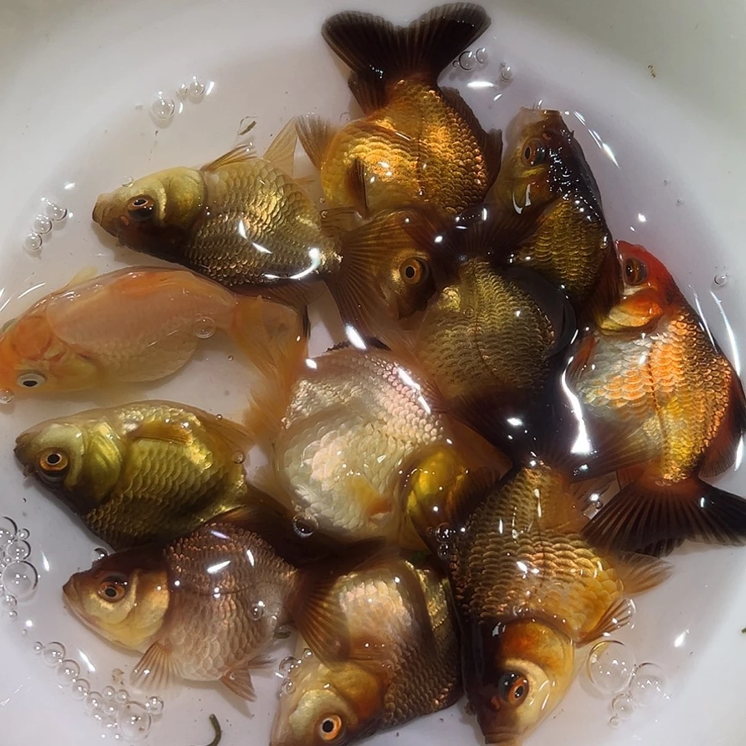 海水微笑10条混色玛丽鱼苗