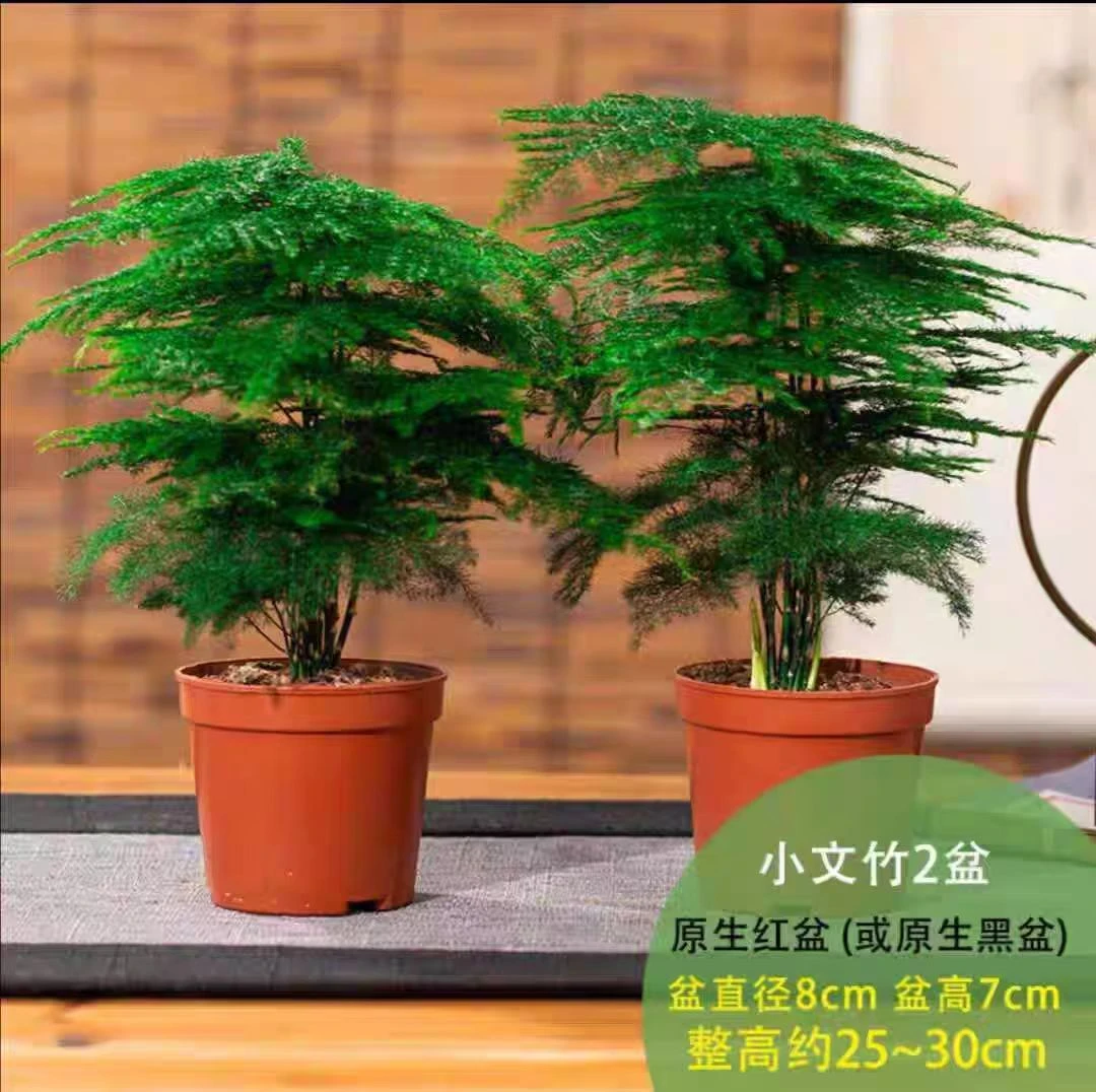 文竹古风盆栽室内办公桌面懒人好养四季常青绿植两盆装