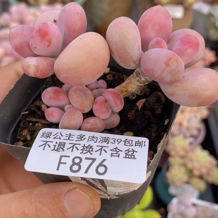 腰子桃蛋876多肉植物