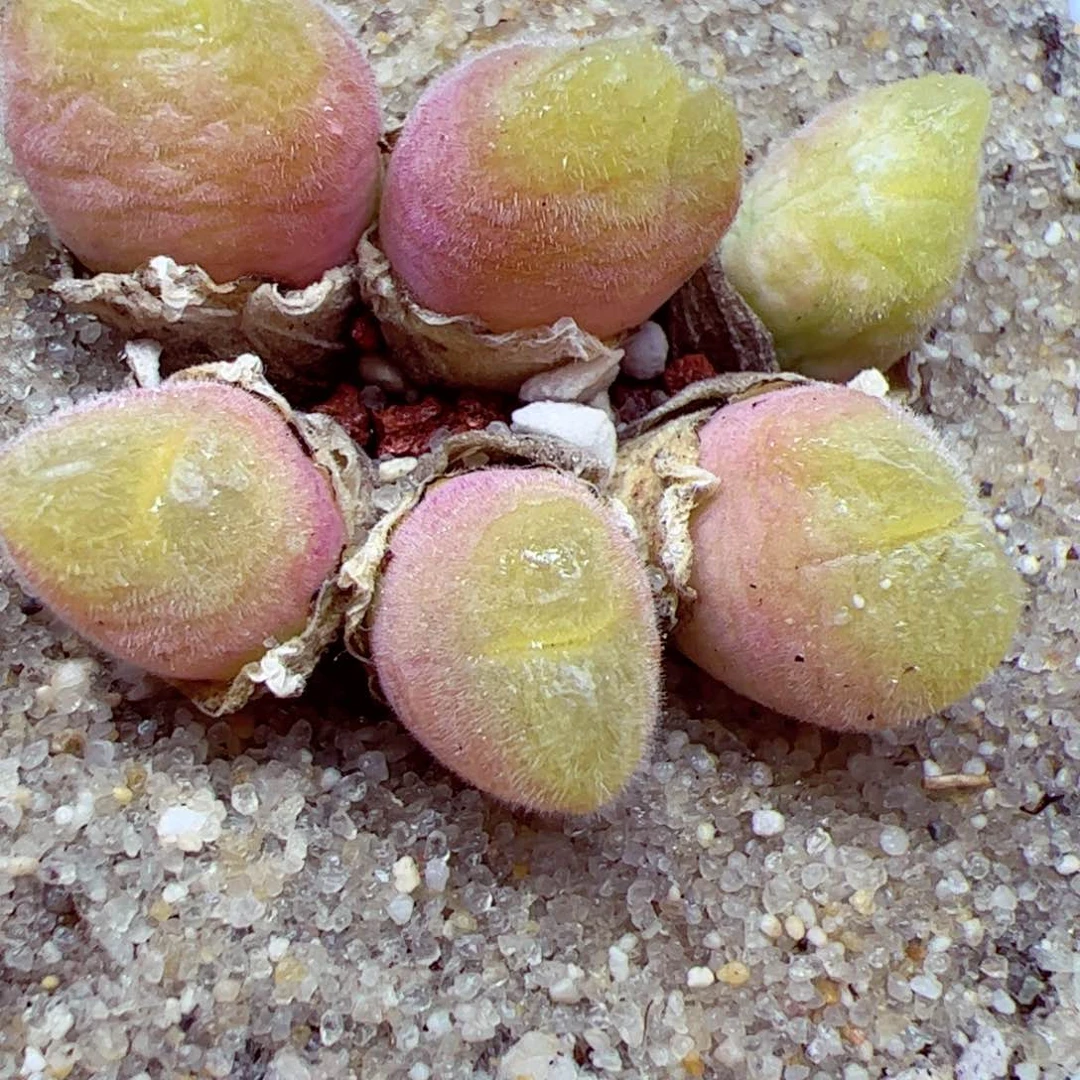 112 88优秀的肉肉