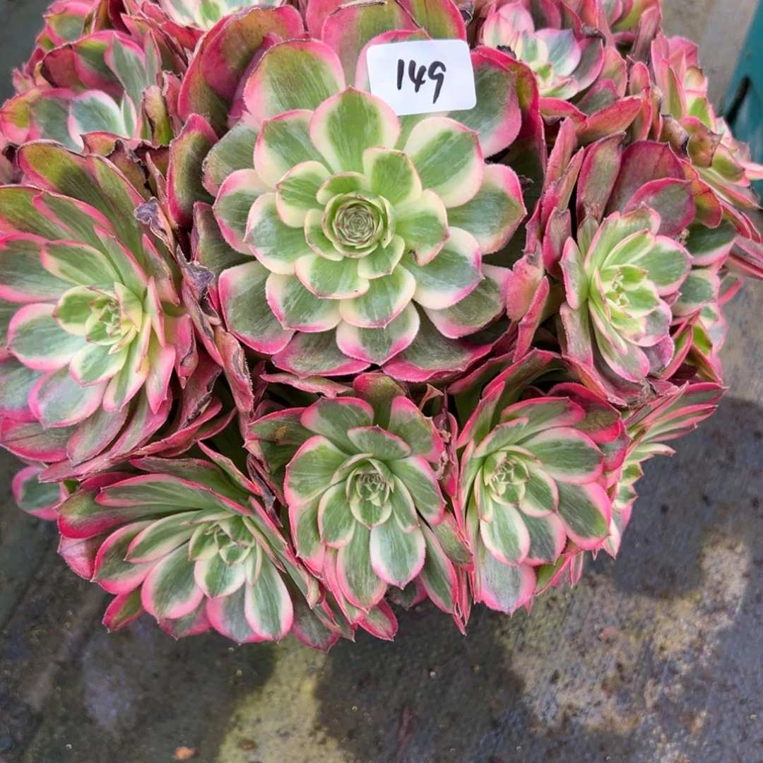 用***2红钻单头量一颗多肉