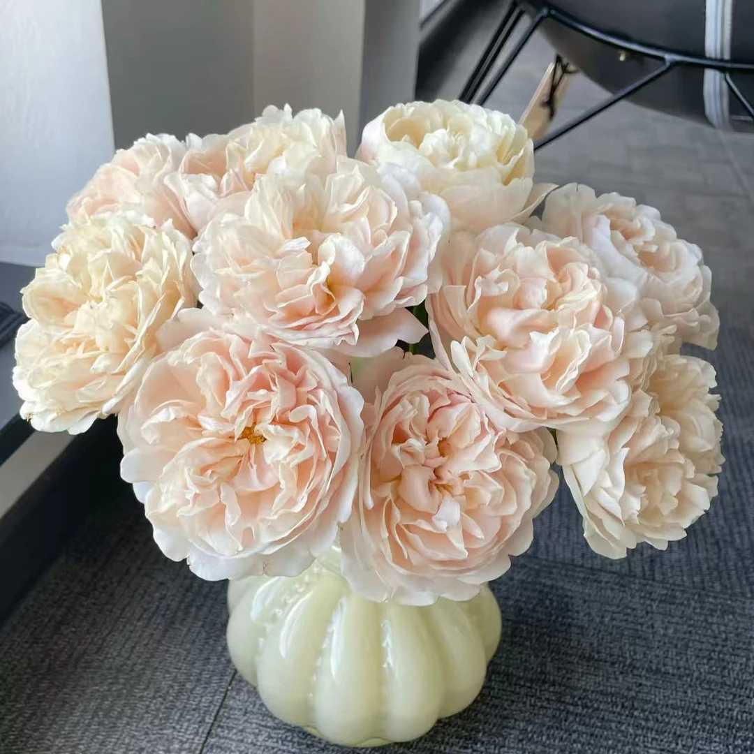 花花 奶茶玫瑰18支+2支防损 一单包邮云南直发