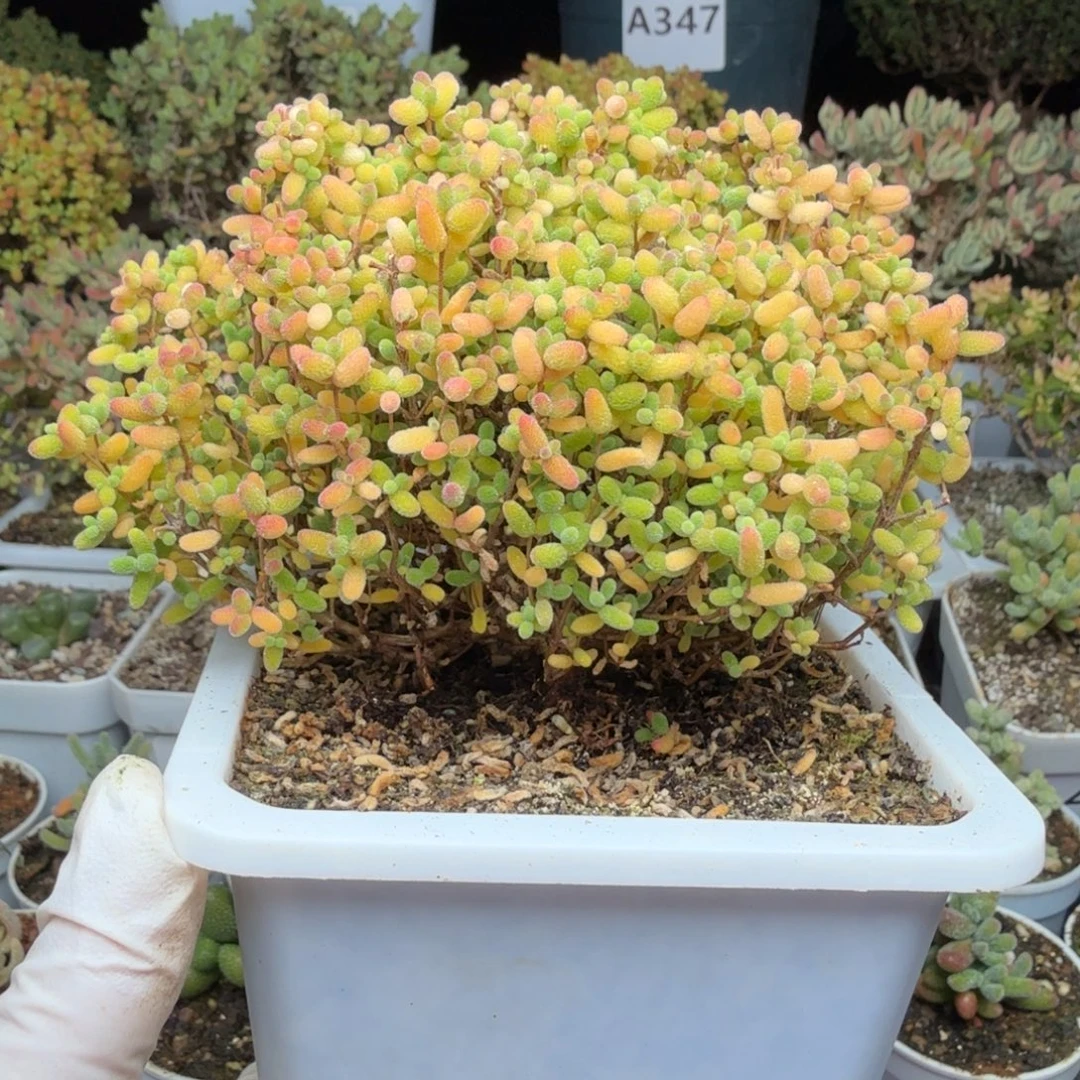 A583蜜橘糖球枝干