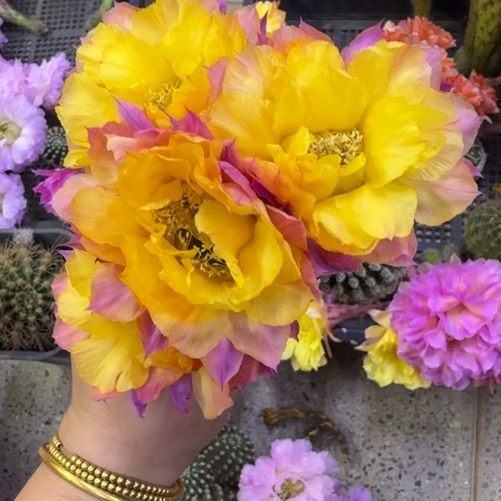 363彩草激流歪无根侧牙4公分左右，20包邮