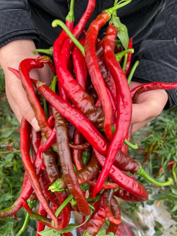 湖南当季乌红 花红 软香辣薄皮红辣椒（做剁辣椒 泡椒 炒牛肉必备）