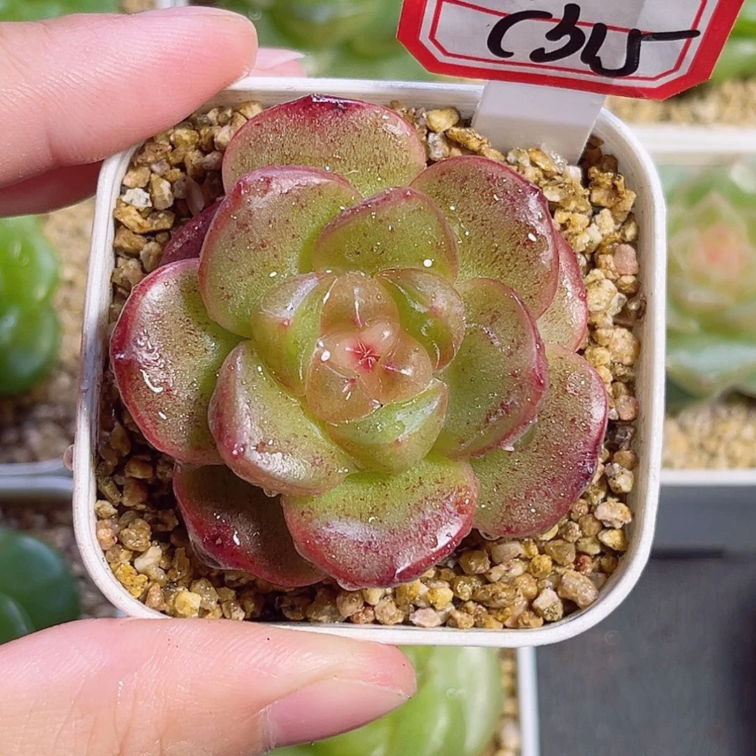 C315 一物一拍 珍妮精选