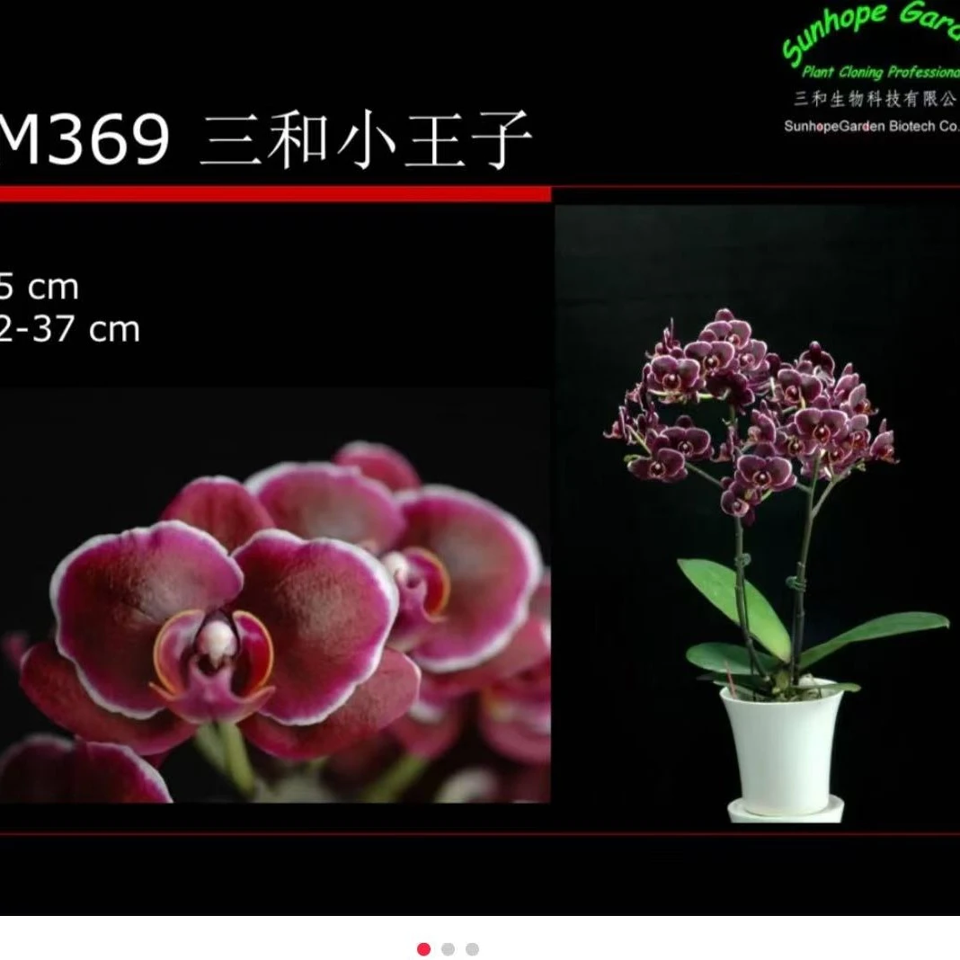 三和小王子蝴蝶兰3.0寸刚扎根根不是很多