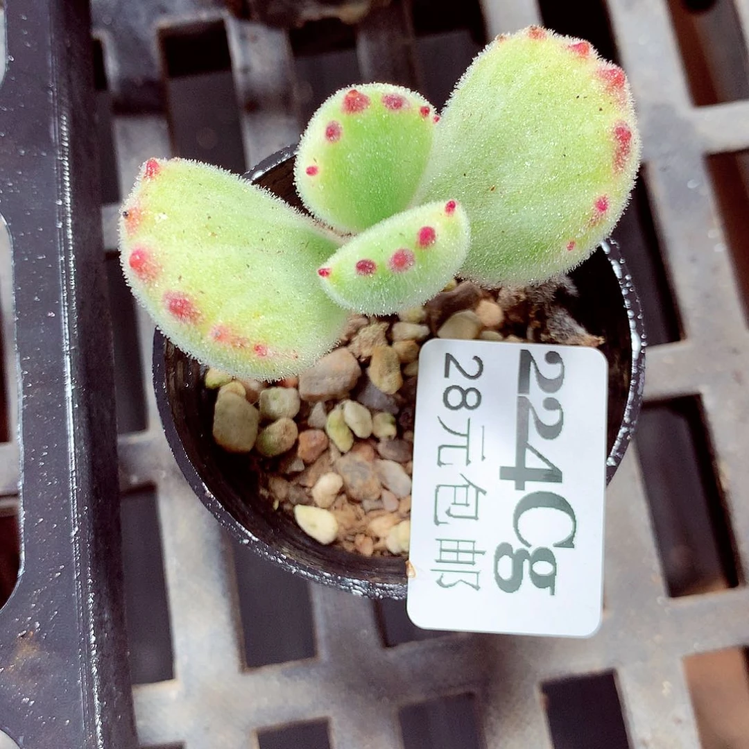 5厘米盆精控多肉224