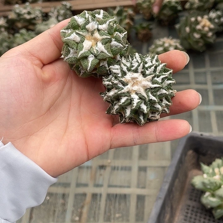 自根黑牡丹瑕疵特价2个