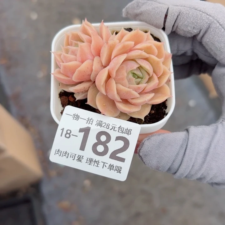 昂斯诺多肉无盆土发货多肉多