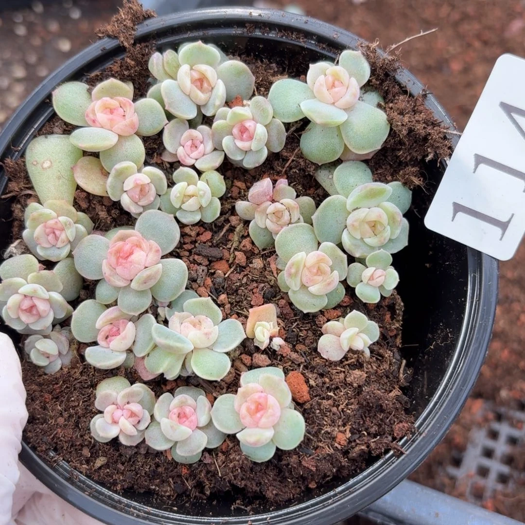 多肉植物多肉植物114