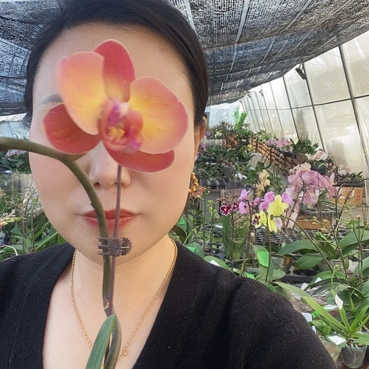 无花朵霞光蝴蝶兰