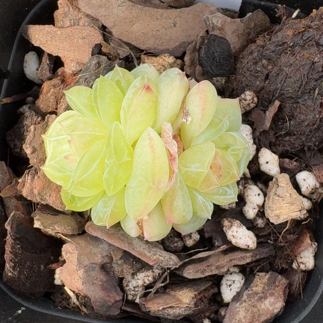 0418-69-青青草原双头一颗