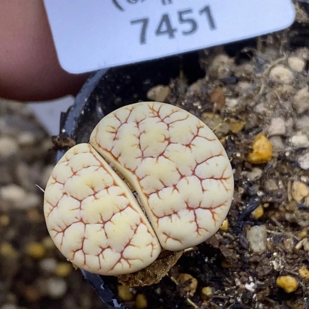 7451。默认脱土。包小花。189