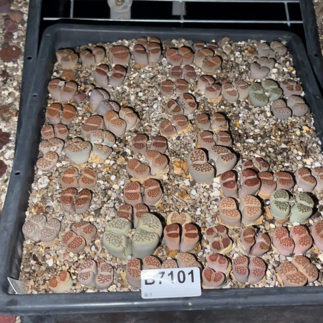 油***头7101福利筐1不售后
