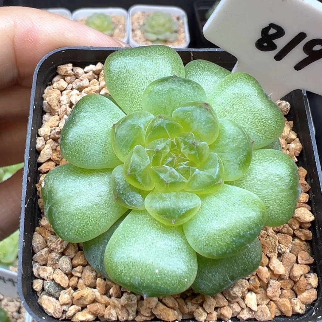 819号风花雪月系列流萤