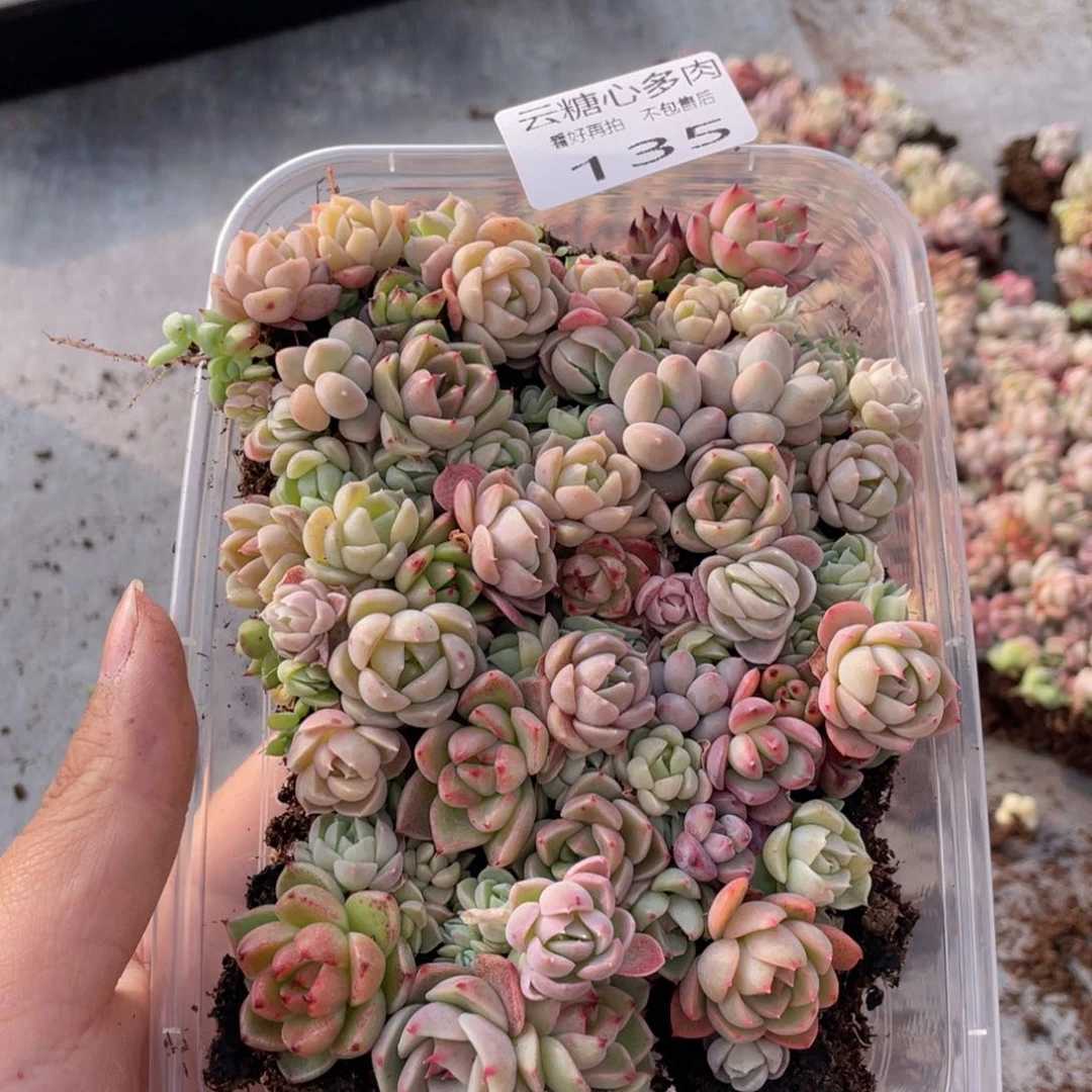 云糖心多肉植物135