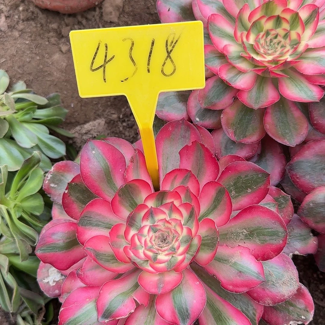 4318---多头多肉植物爱