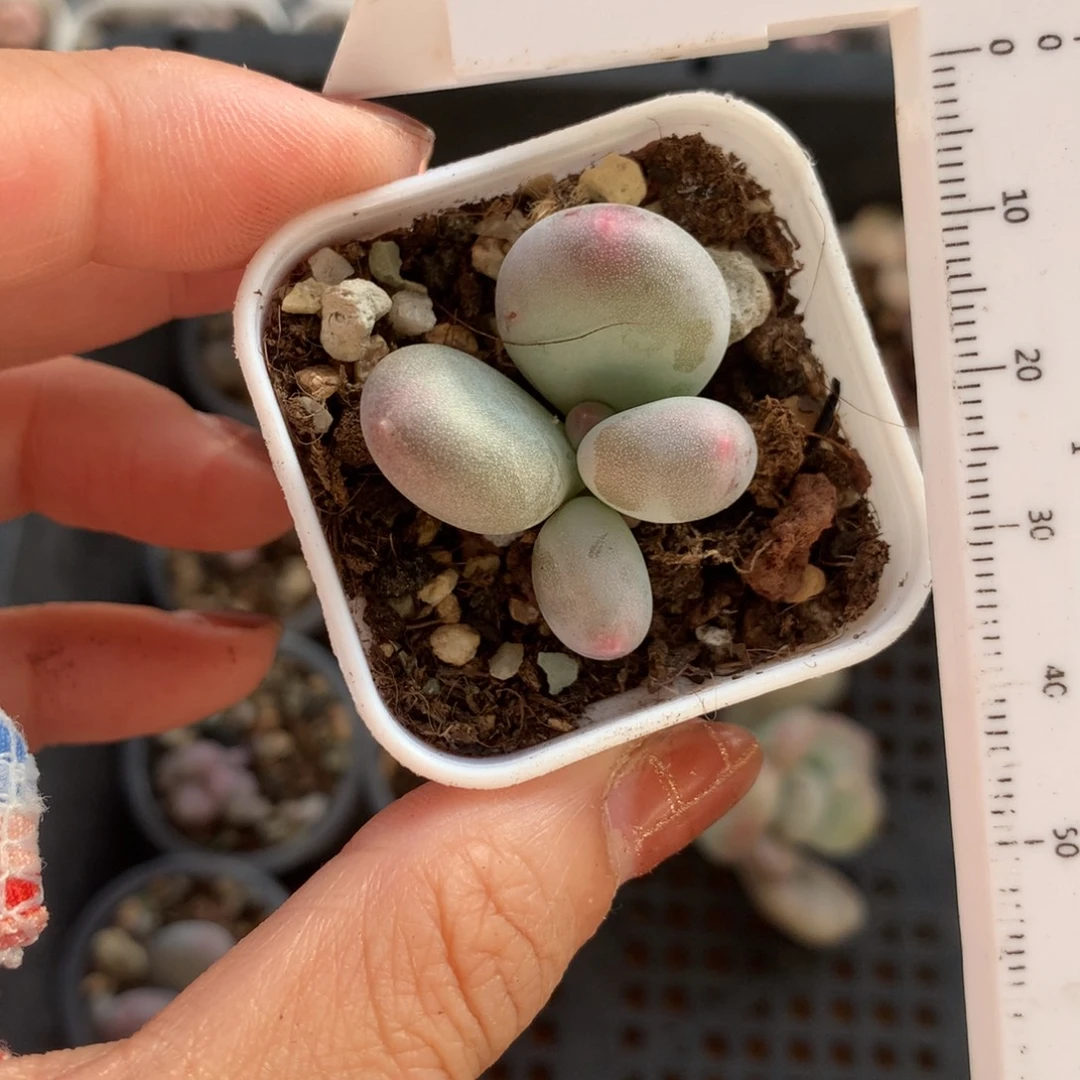 黄金鸡蛋大叶奶大叶奶