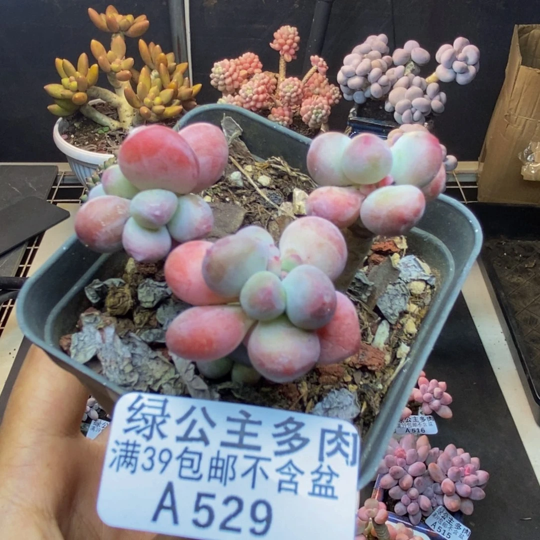 529苹果奶一代多肉5c m