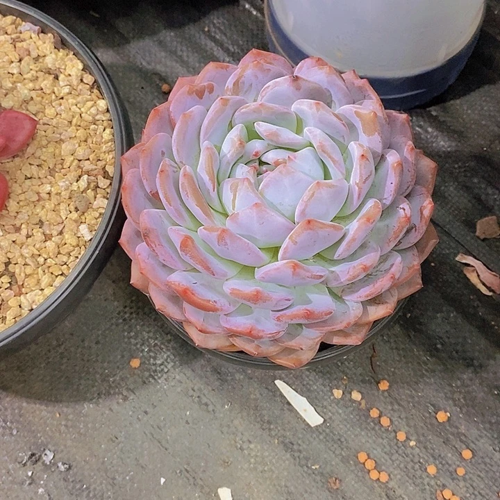 戒***初大橙子多肉植物大单