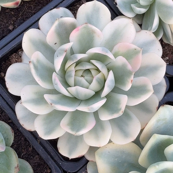 韩水晶锦腹轮锦一颗
