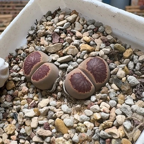 3468，菊红窗菊花纹双头带盆