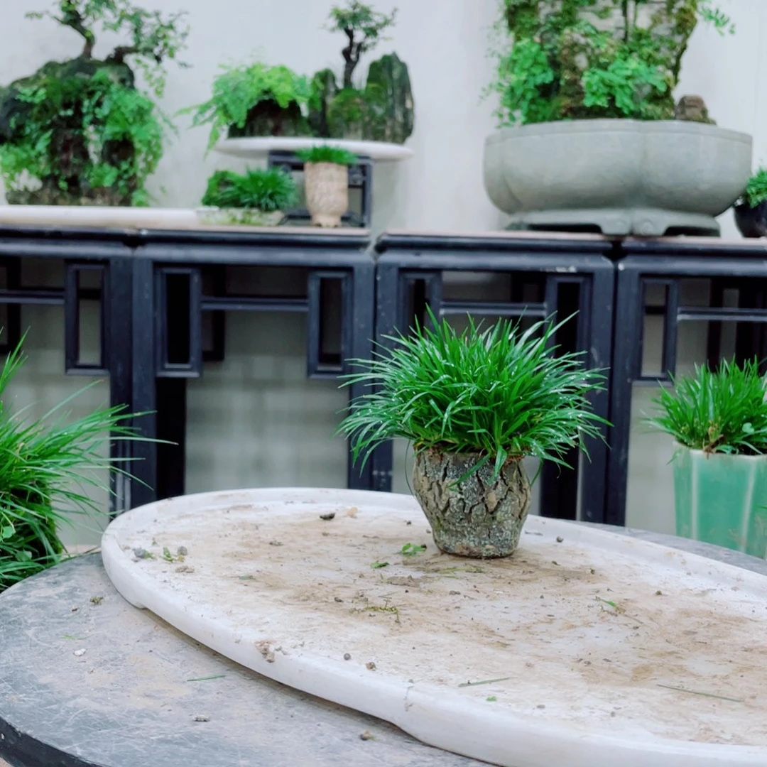 无铅玻璃粤*迷铁线蕨的一个分支