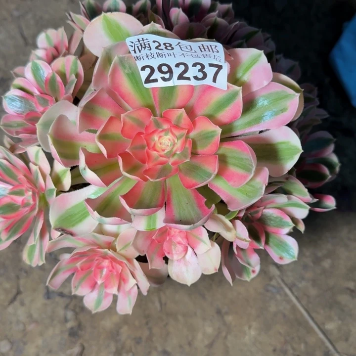 29237南女巫多肉植物