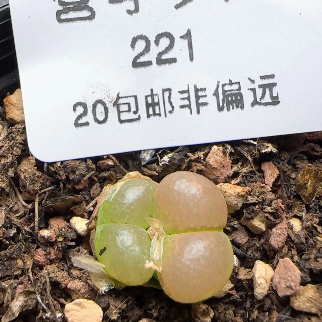 红宝石风铃带盆土。